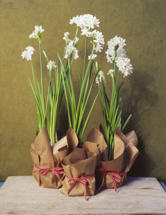 Christmas paperwhites