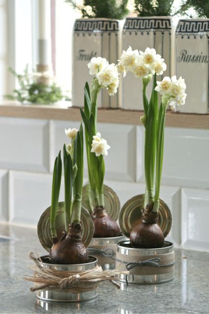 Christmas paperwhites