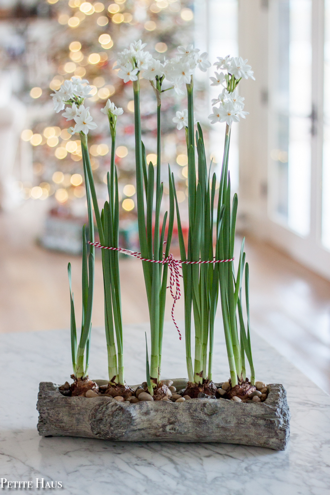 Paperwhites: Growing Paperwhite Flowers Indoors & Outdoors