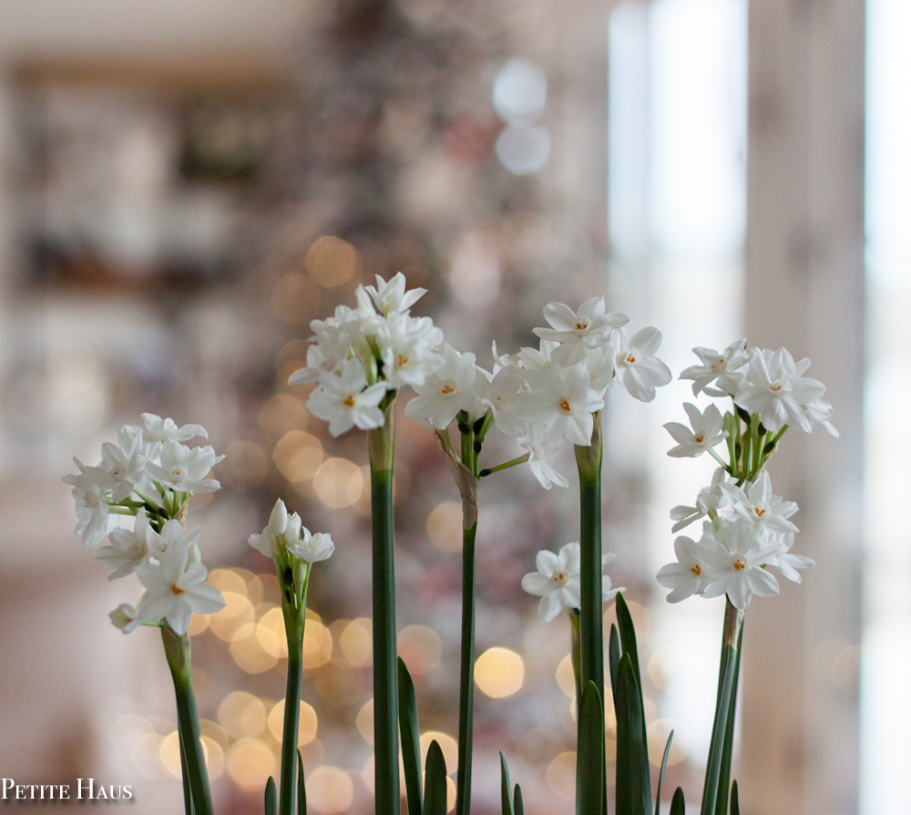 Christmas Paperwhites