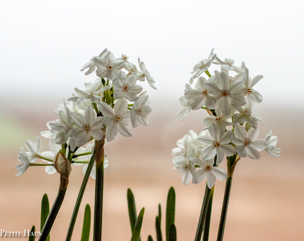 Christmas Paperwhites