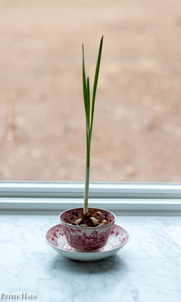 Christmas Paperwhites