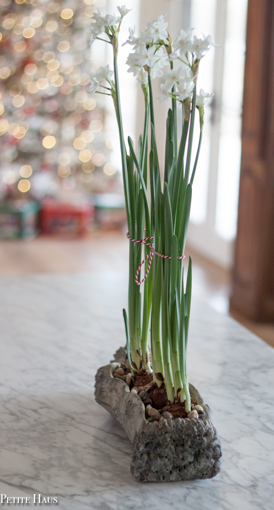 Christmas Paperwhites