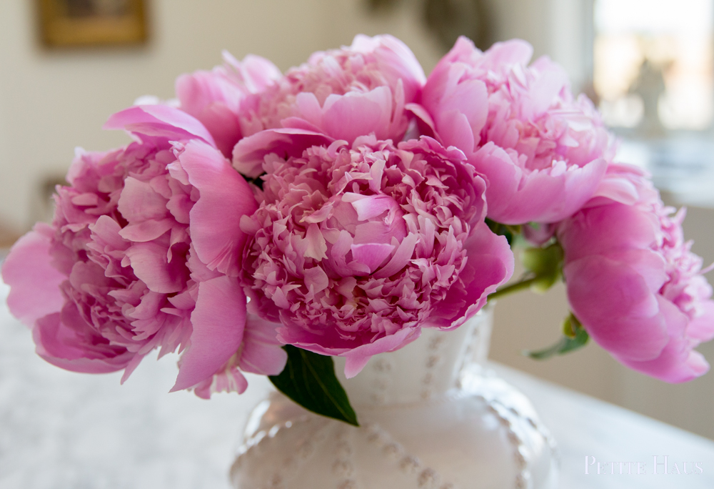 when to pick peonies from the garden
