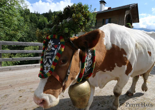 Alpine Cow Festival - Almabtrieb