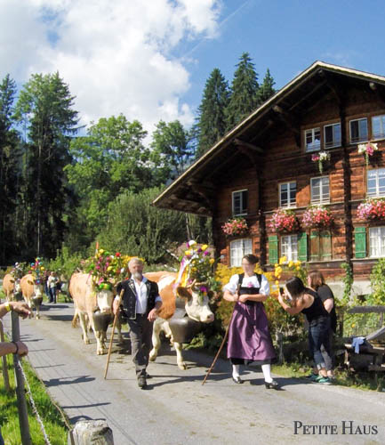 alpine cow festivals