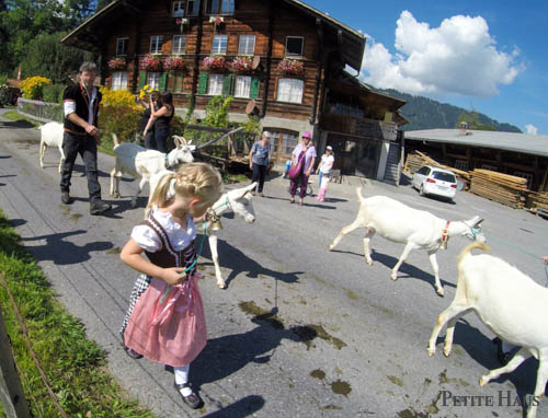 alpine cow festivals