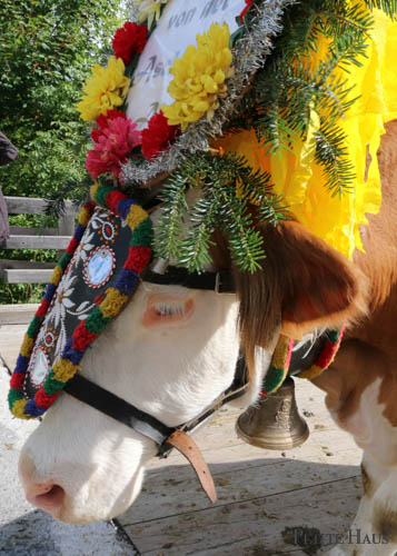 cow wearing a floral crown