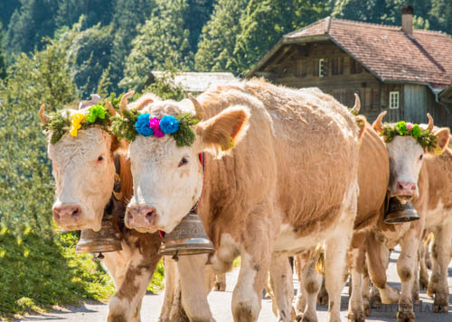 Cow Festivals in the Alps