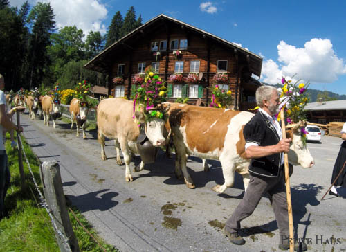 Alpine Cow Festival - Almabtrieb