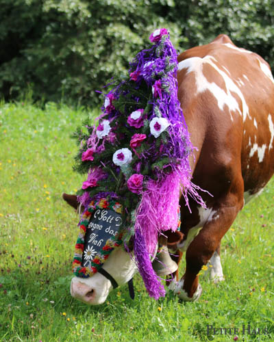 Alpine Cow Festival - Almabtrieb