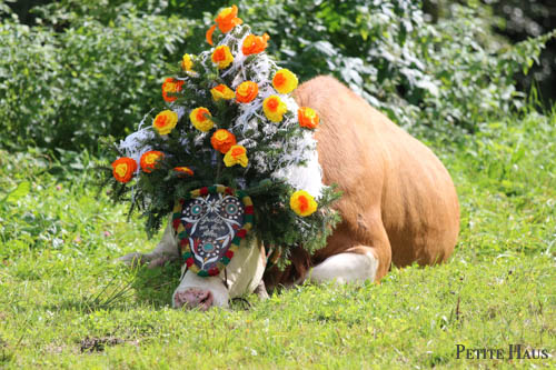 Alpine Cow Festival - Almabtrieb