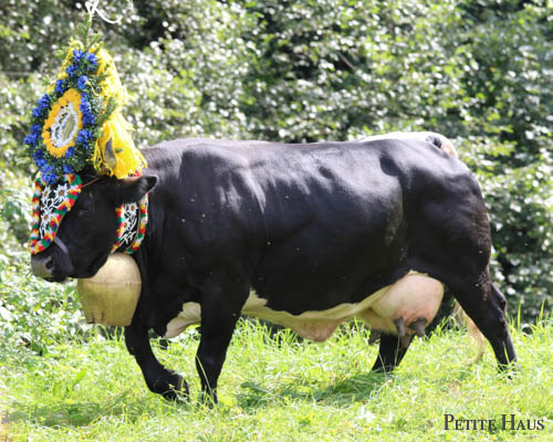 Alpine Cow Festival - Almabtrieb